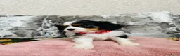 Cavalier King Charles Spaniel dogs for sale: Beautiful King Charles spaniel - Advert 14