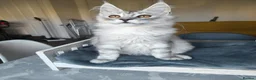 Maine Coon cats for sale: ready now  STUNNING TICA MAINE COON KITTENS - Advert 6