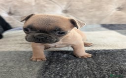 French Bulldog dogs for sale: French bulldog puppy's  - Image 3