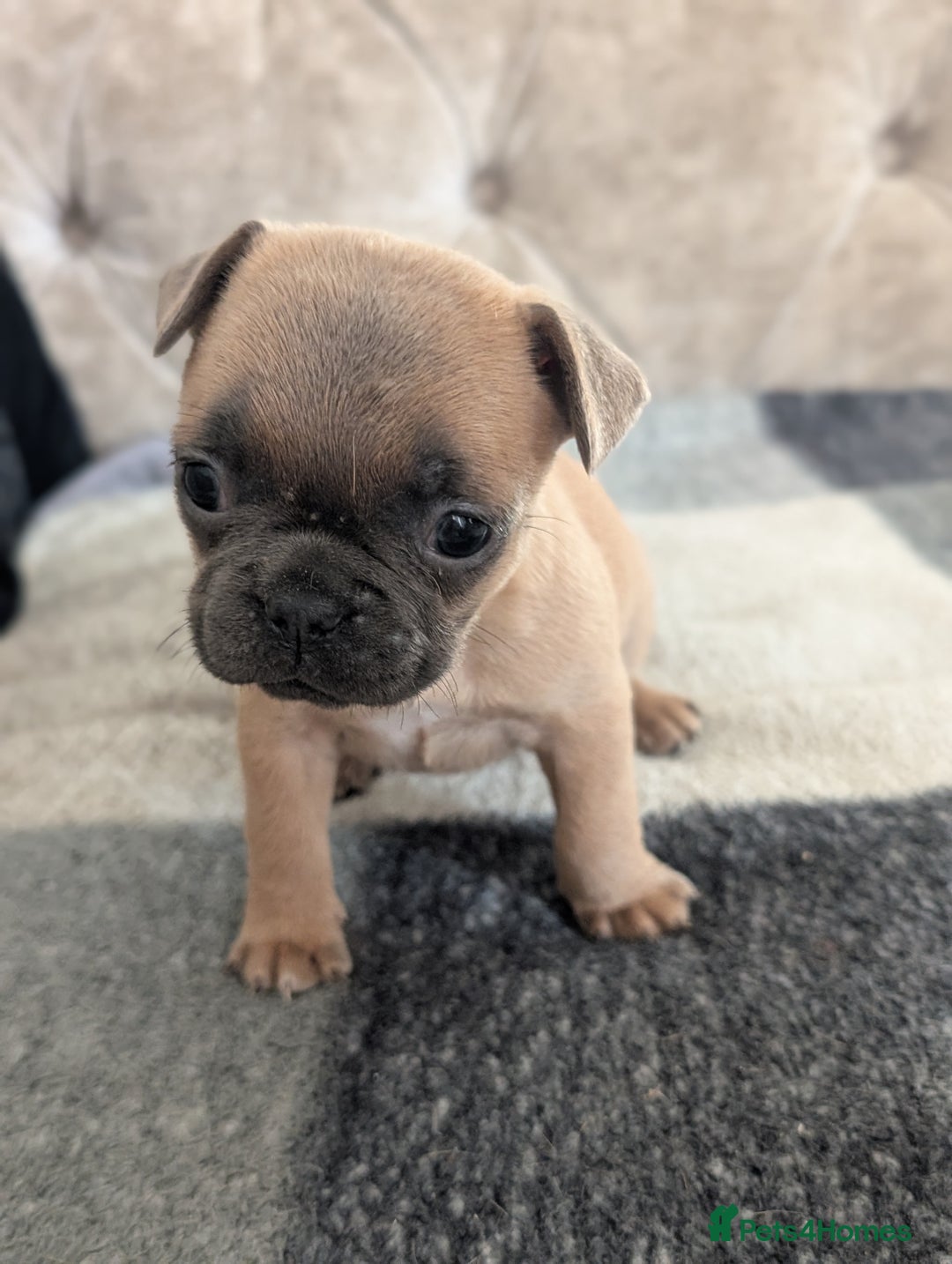French Bulldog dogs for sale: French bulldog puppy's  - Image 3