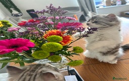 Persian cats for sale: Persian cross kittens  - Image 15