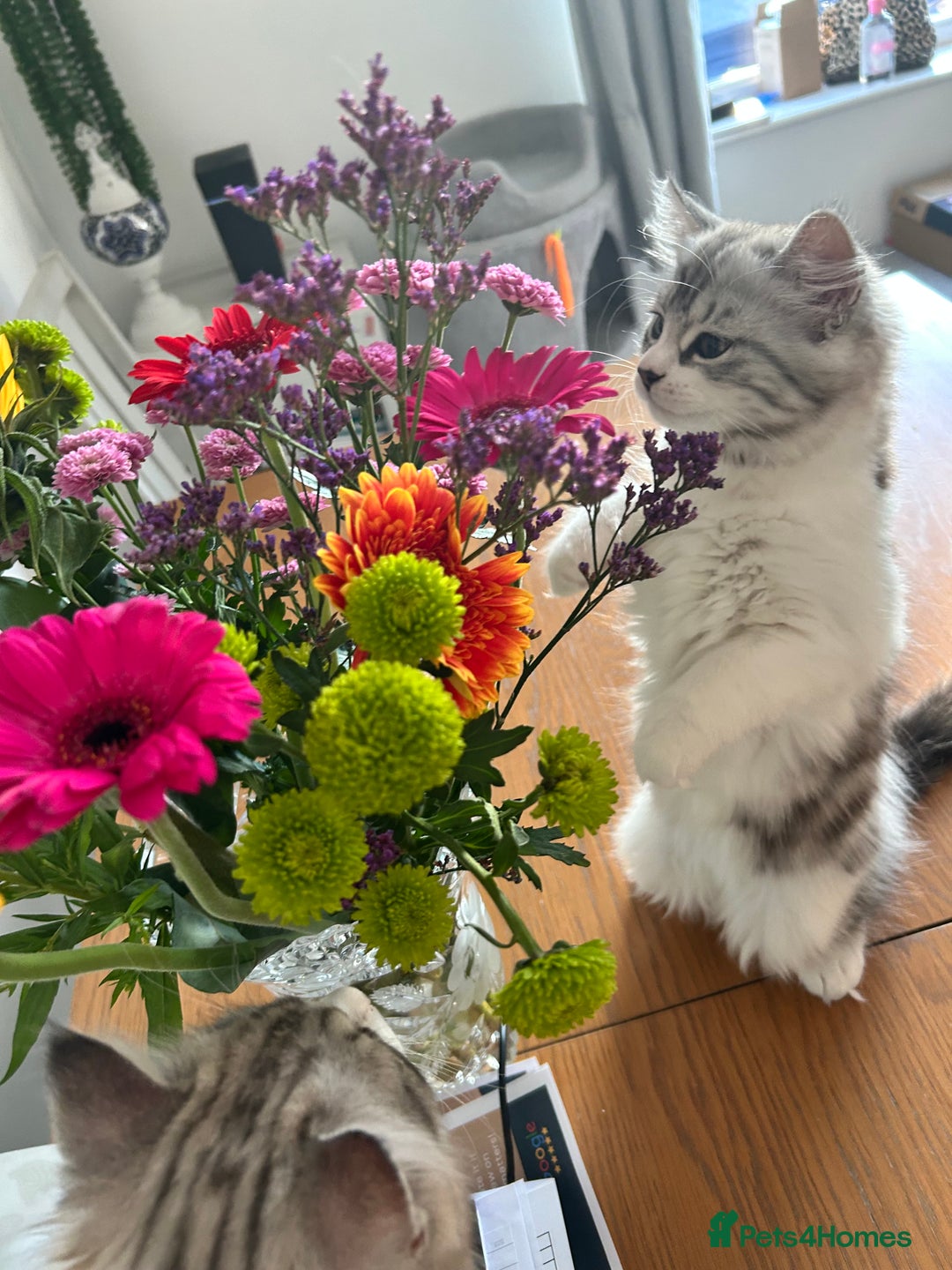 Persian cats for sale: Persian cross kittens  - Image 15