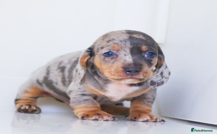 Miniature Dachshund dogs - Advert 2