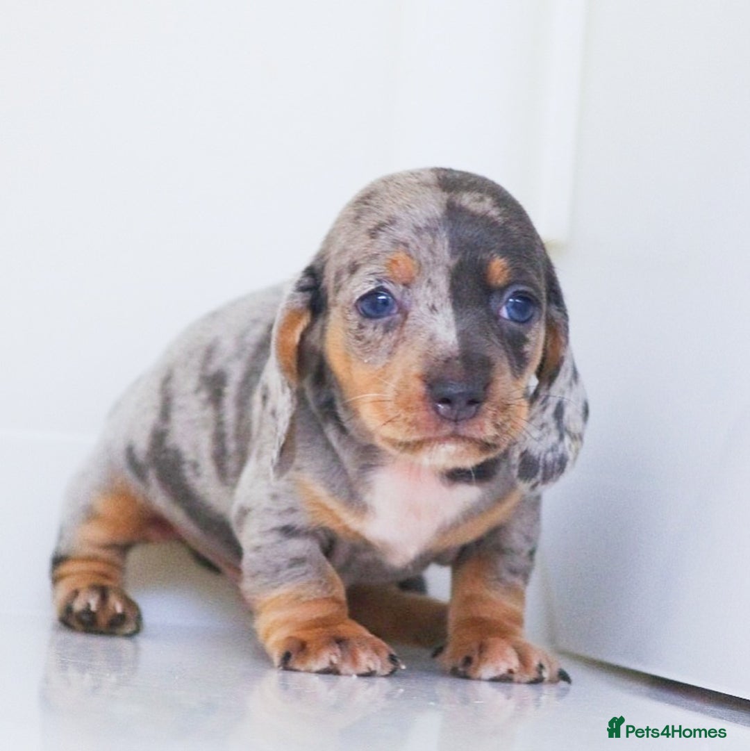 Miniature Dachshund dogs for sale: BLUE DAPPLE & BLUE TAN PUPS AVAILABLE  - Image 1