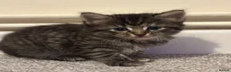 British Shorthair cats for sale: 4 beautiful kittens looking for new homes in Woodbridge - Advert 2