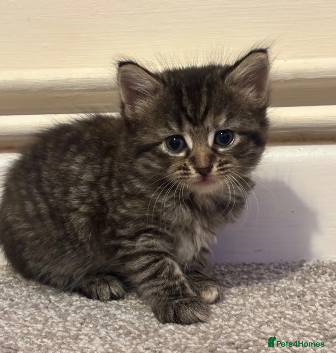 British Shorthair cats for sale: 4 beautiful kittens looking for new homes in Woodbridge - Advert 2