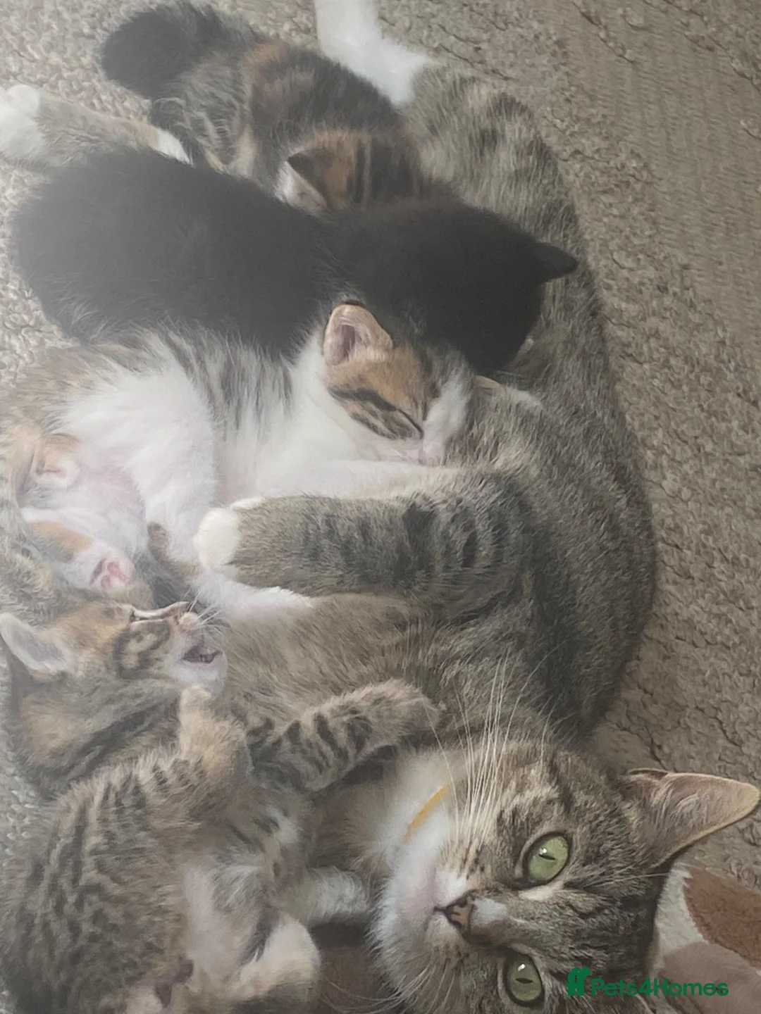 Mixed Breed cats for sale: Beautiful Kittens in Abertillery - Advert 1