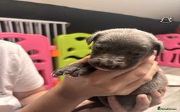 Whippet dogs for sale: Beautiful working whippets  - Image 4