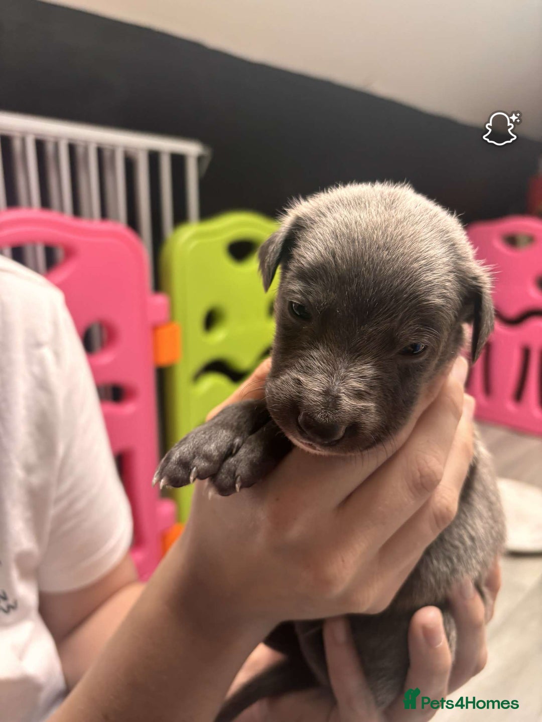 Whippet dogs for sale: Beautiful working whippets  - Image 4