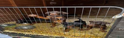 Dobermann dogs for sale: Gorgeous Doberman litter - Advert 2