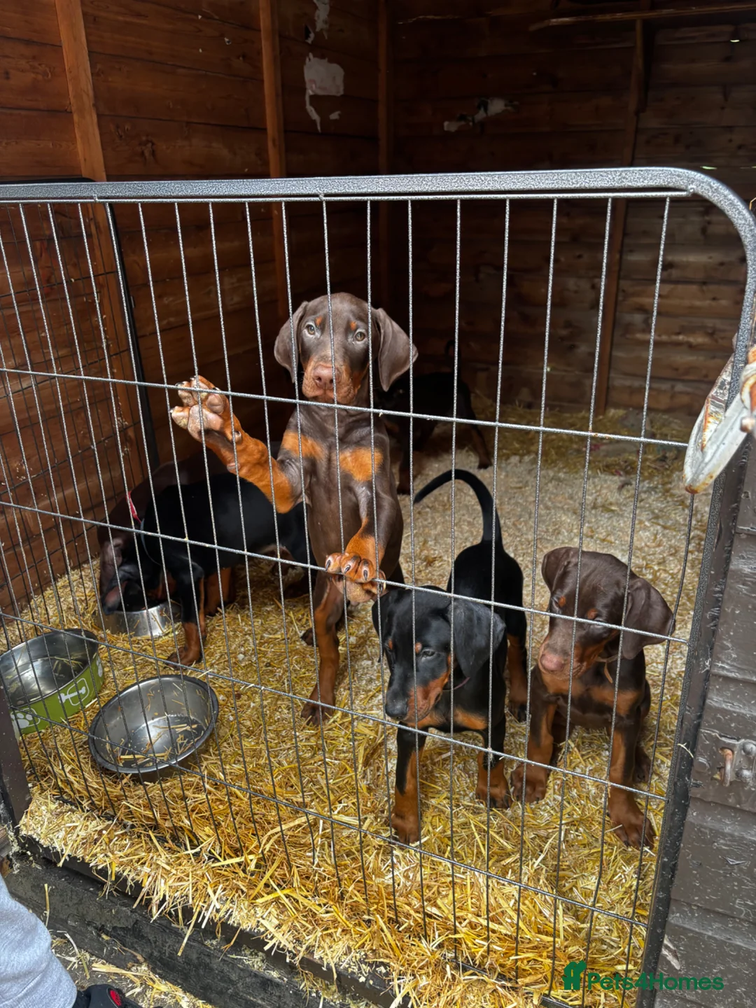 Dobermann dogs for sale: Gorgeous Doberman litter - Advert 2
