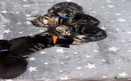 Maine Coon cats for sale: 1/4 mainecoon - Image 3
