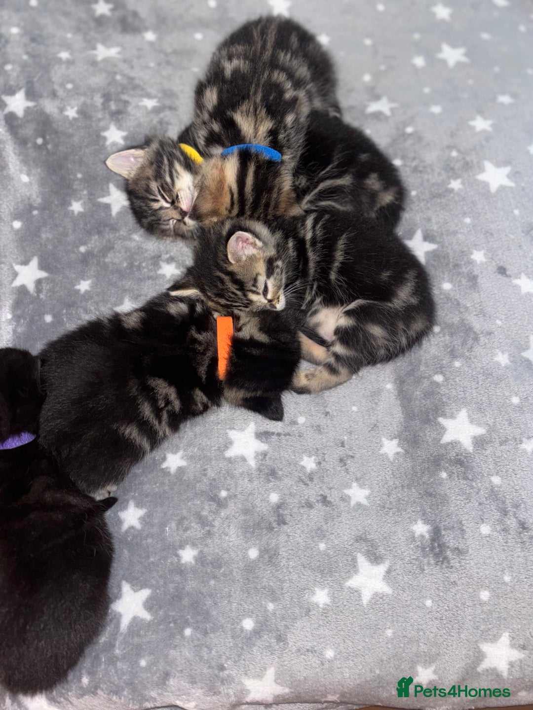 Maine Coon cats for sale: 1/4 mainecoon - Image 3