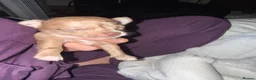 Chihuahua dogs for sale: Tiny Toy apple head chihuahuas.  in Rochester - Advert 6