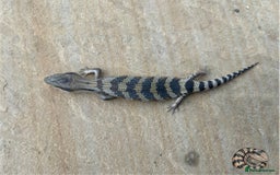 Skink reptiles for sale: Australian Eastern Blue Tongue Skink babies - Image 8
