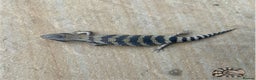 Skink reptiles for sale: Australian Eastern Blue Tongue Skink babies - Advert 8
