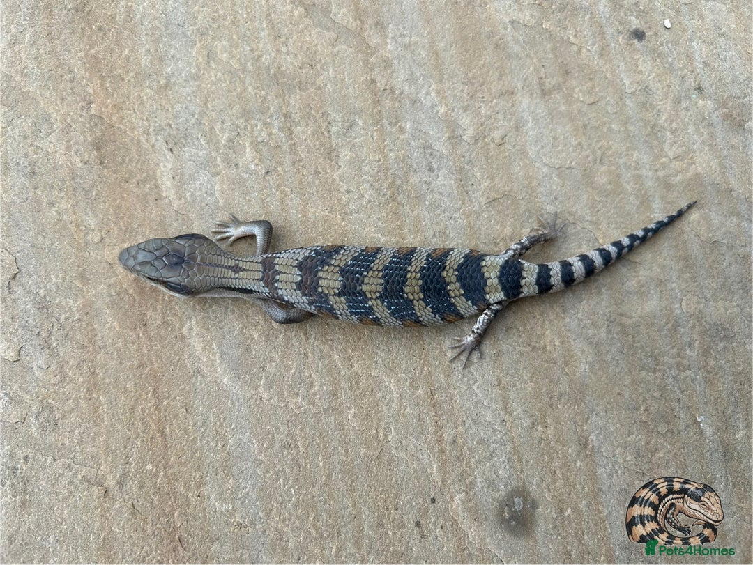 Skink reptiles for sale: Australian Eastern Blue Tongue Skink babies - Image 8