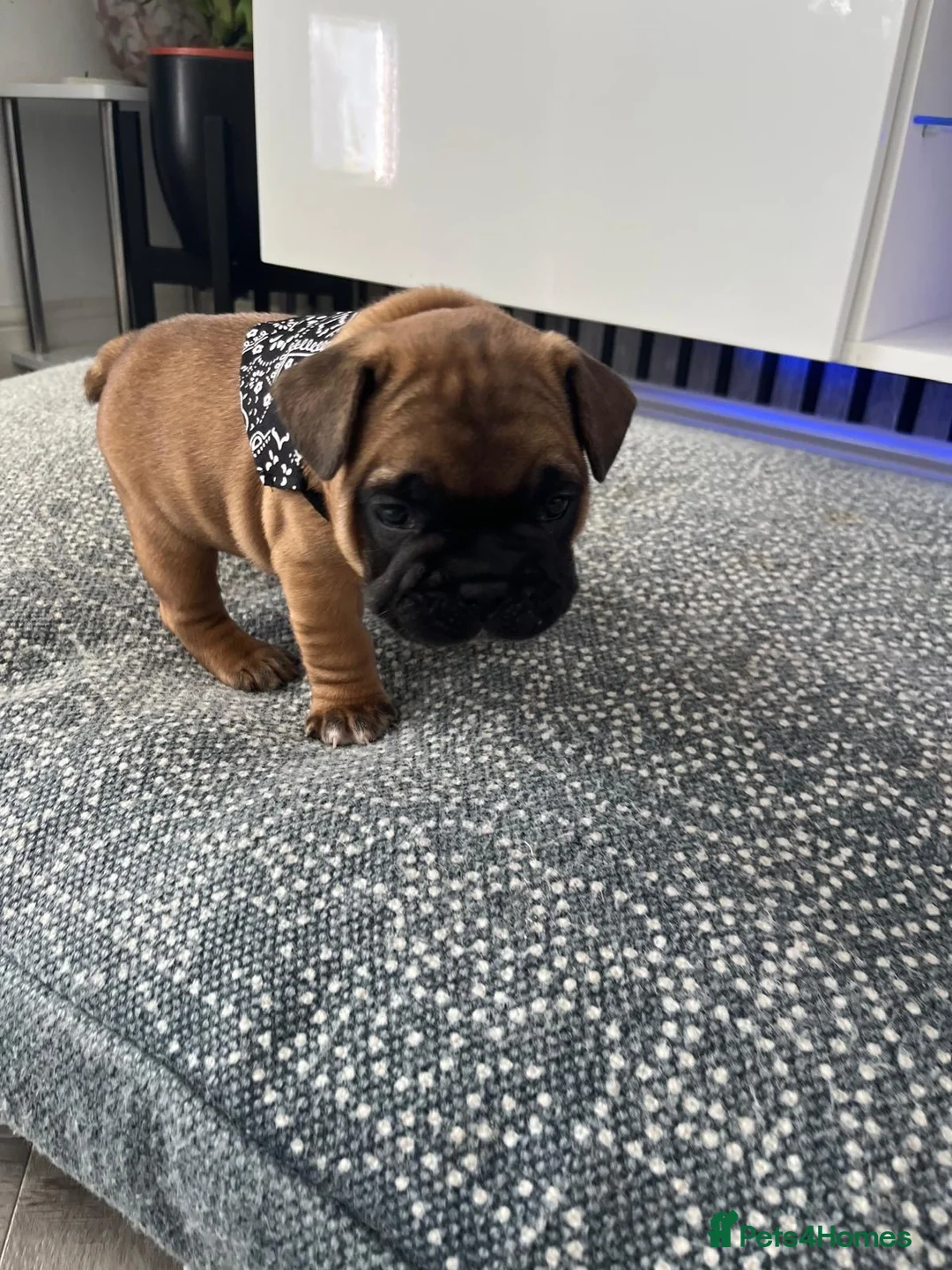 French Bulldog dogs for sale: Puppies for sale in Milton Keynes - Advert 12