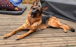 German Shepherd dogs for sale: Last stunning male puppy available  - Image 10