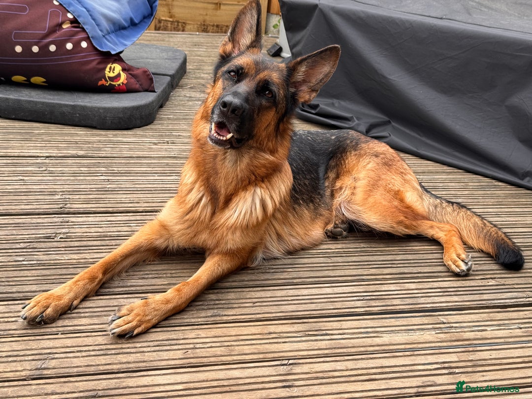 German Shepherd dogs for sale: Last stunning male puppy available  - Image 10