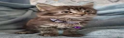 Mixed Breed cats for sale: 3x Beautiful maincoone cross kittens - Advert 31