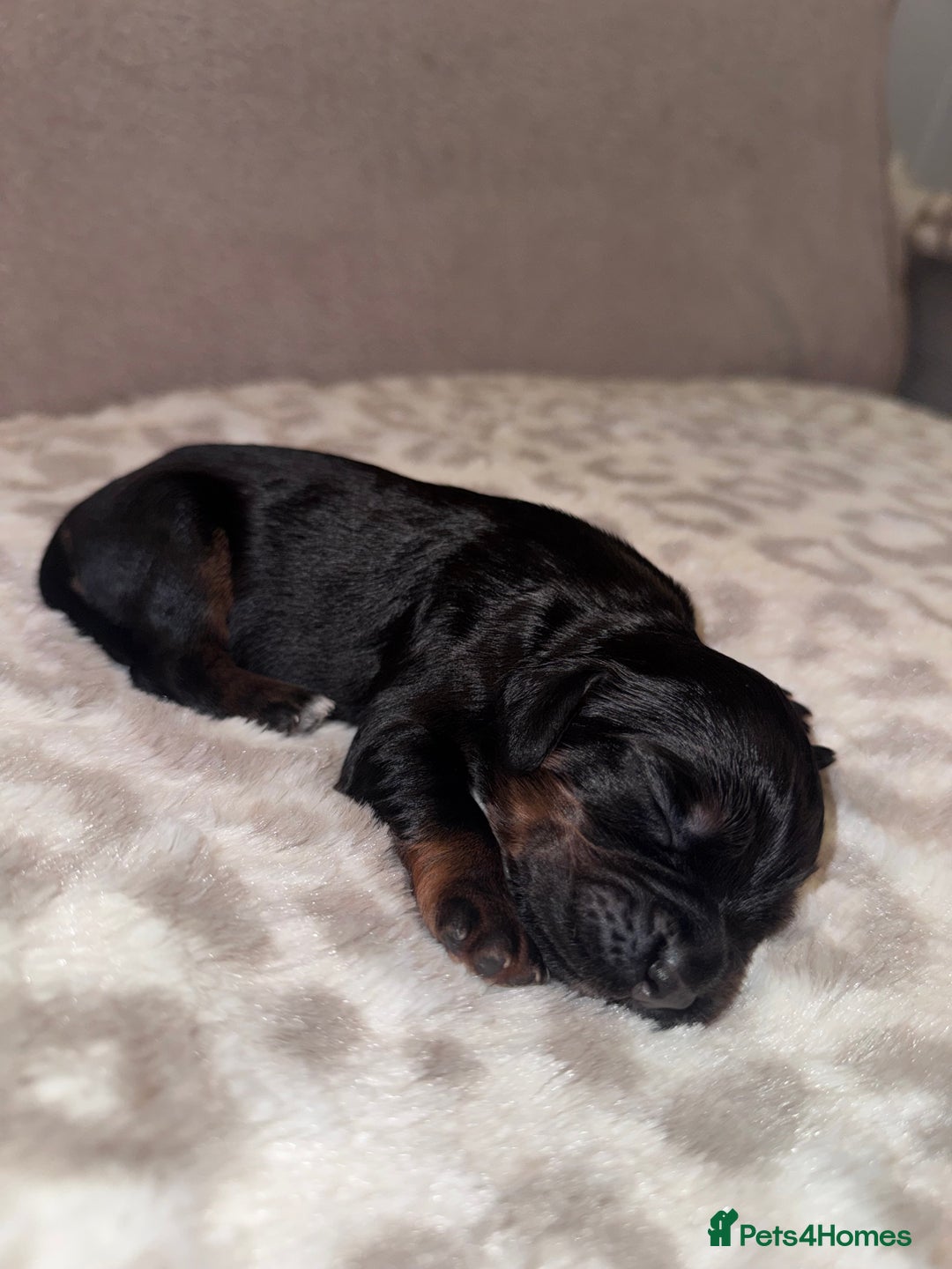 Cocker Spaniel dogs for sale: Health tested KC Registered working cocker Spaniel - Advert 11