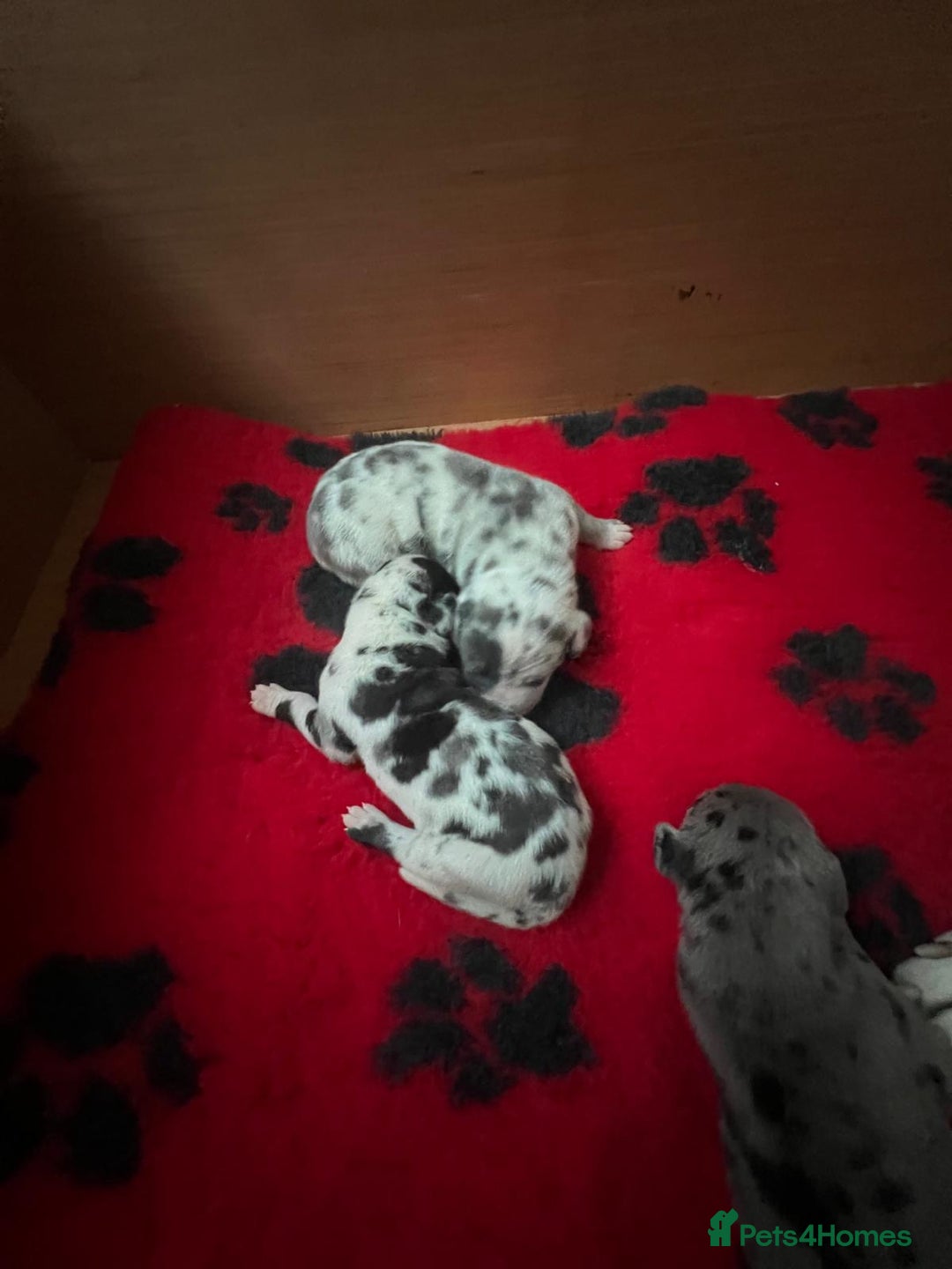 Great Dane dogs for sale: Purebred Great Dane Puppies – European Bloodline  - Image 4