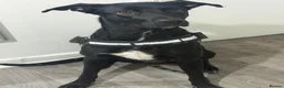 Labrador Retriever dogs for sale: Maggie Labrador mix collie in Waltham Cross - Advert 3