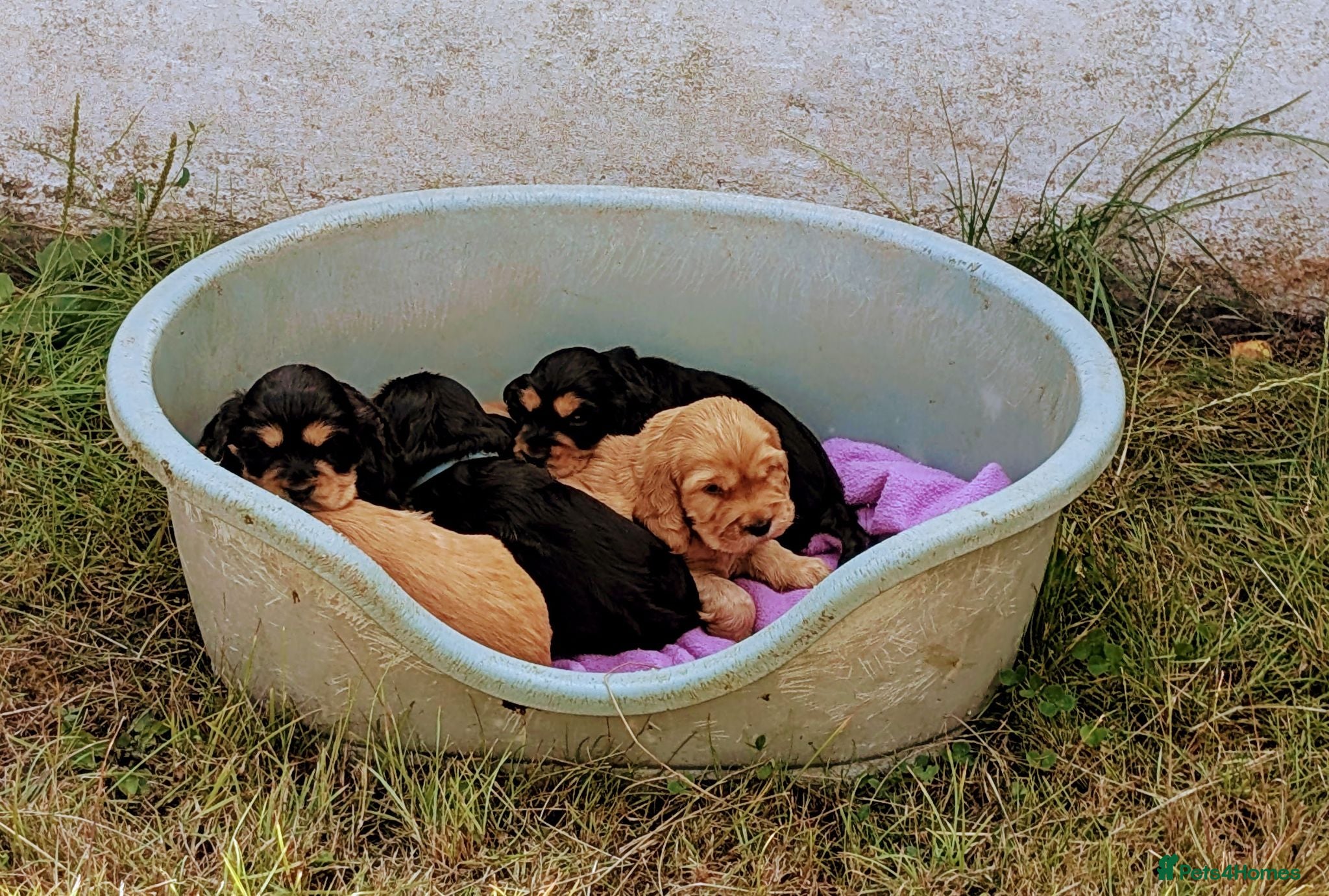Cocker Spaniel dogs Very Well Bred ,Pure,KC, Show Type, C /S Puppiesr - Advert 1