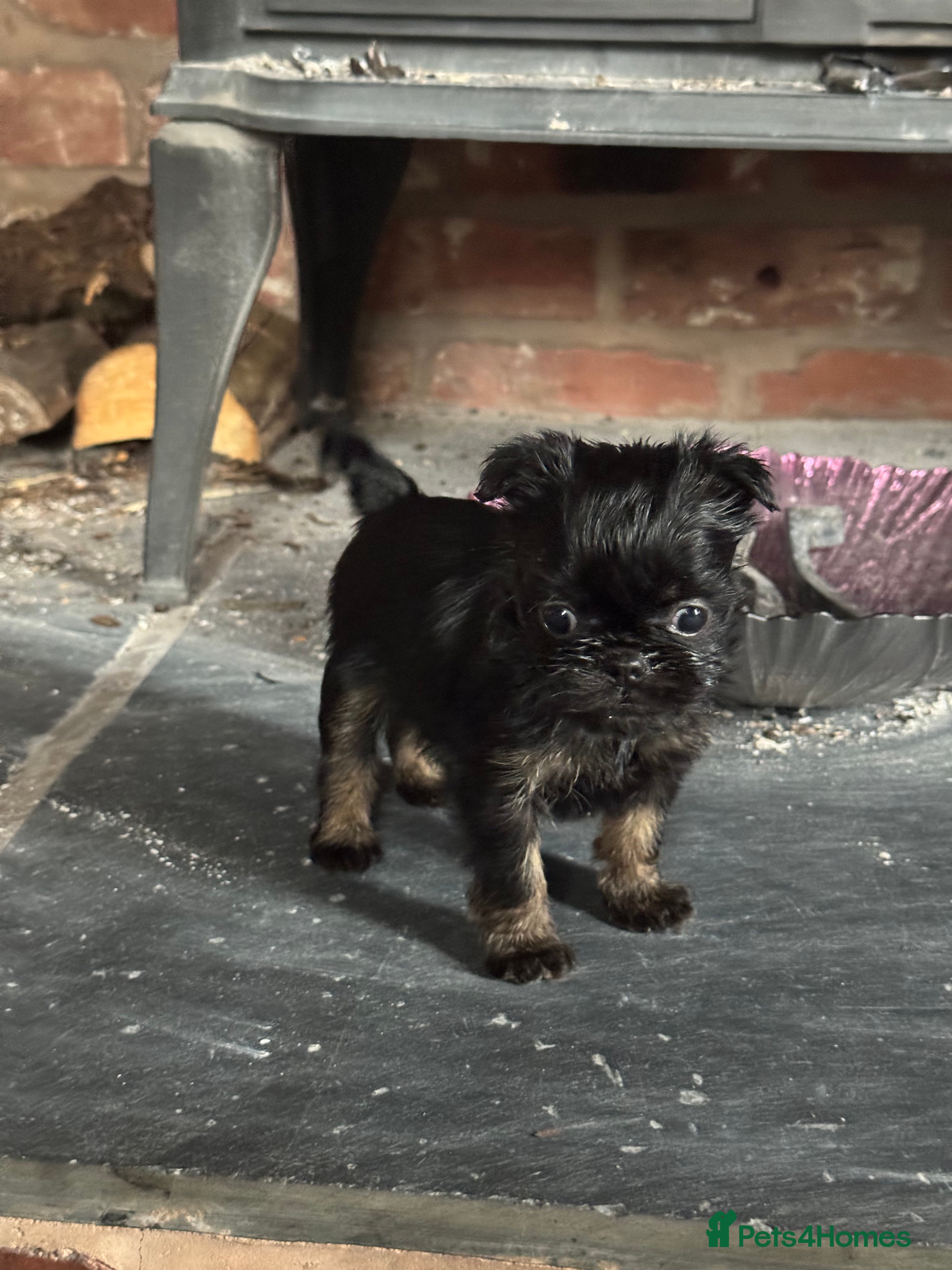 Griffon Bruxellois dogs Beautiful Rough coated Brussels Griffons  - Advert 1