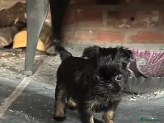 Griffon Bruxellois dogs Beautiful Rough coated Brussels Griffons - Advert 1