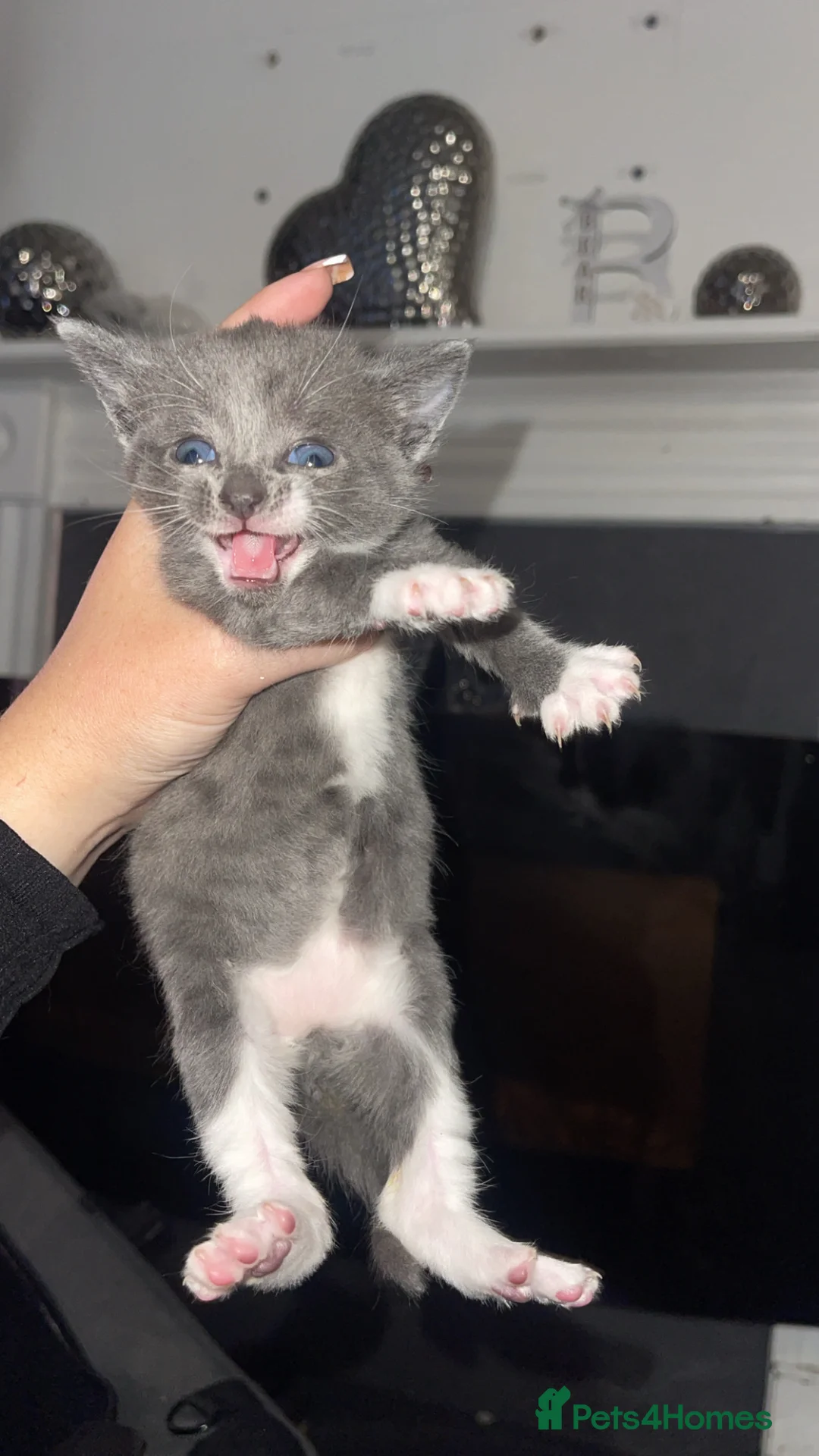 Russian Blue cats for sale: Russian blue mixes - Advert 2