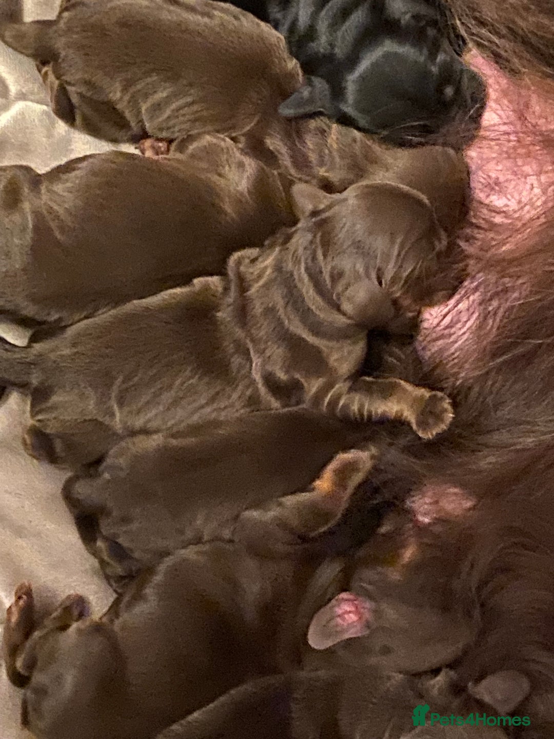 Cocker Spaniel dogs for sale: KC Registered Show Type Cocker Spaniels - Advert 1