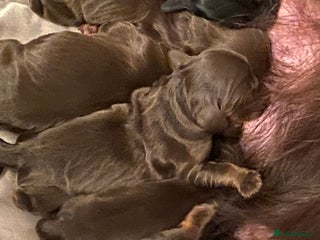 Cocker Spaniel dogs KC Registered Show Cocker Spaniels - Advert 6