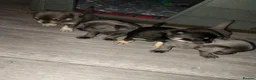 Chihuahua dogs for sale: 4 tiny beautiful chihuahua puppies  in Liverpool - Advert 2