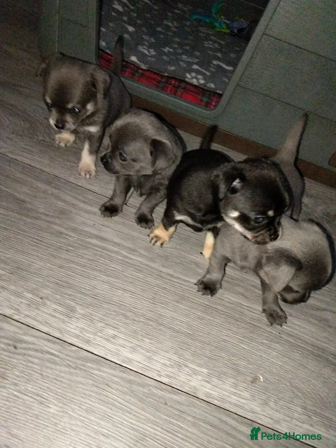 Chihuahua dogs for sale: 4 tiny beautiful chihuahua puppies  in Liverpool - Advert 2
