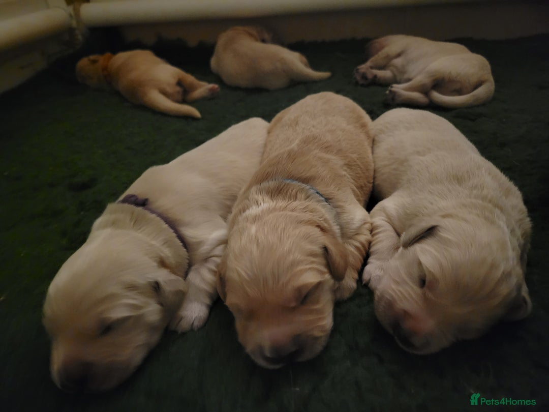 Golden Retriever dogs for sale: One available golden retrievers from therapy lines - Image 3