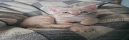 Mixed Breed cats for sale: 4 kittens  - Advert 11