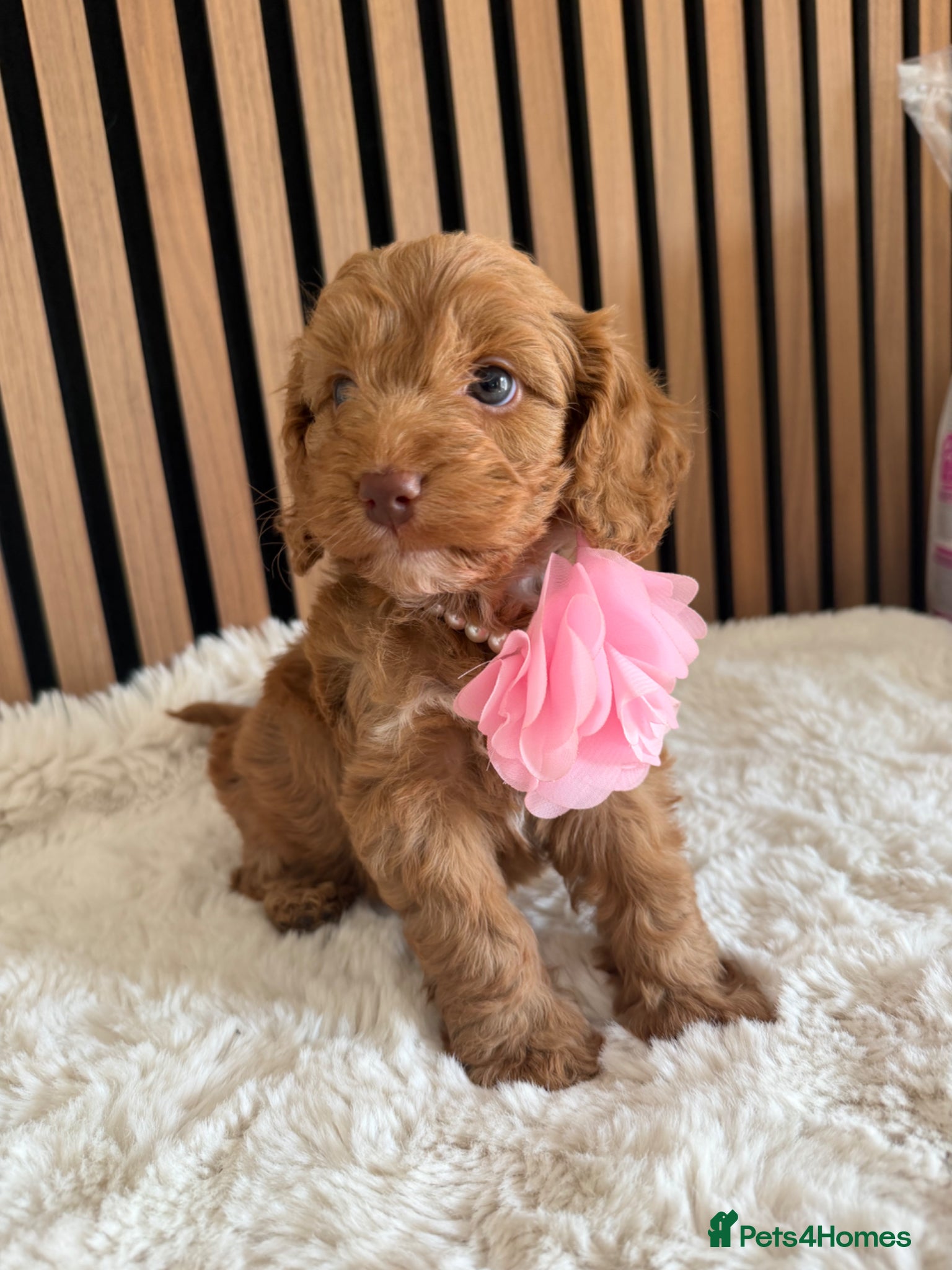 Cockapoo dogs Stunning  F1 Cockapoos PRA Clear Pedigree Parents - Advert 18