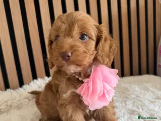 Cockapoo dogs Stunning F1 Cockapoos PRA Clear Pedigree Parents - Advert 18