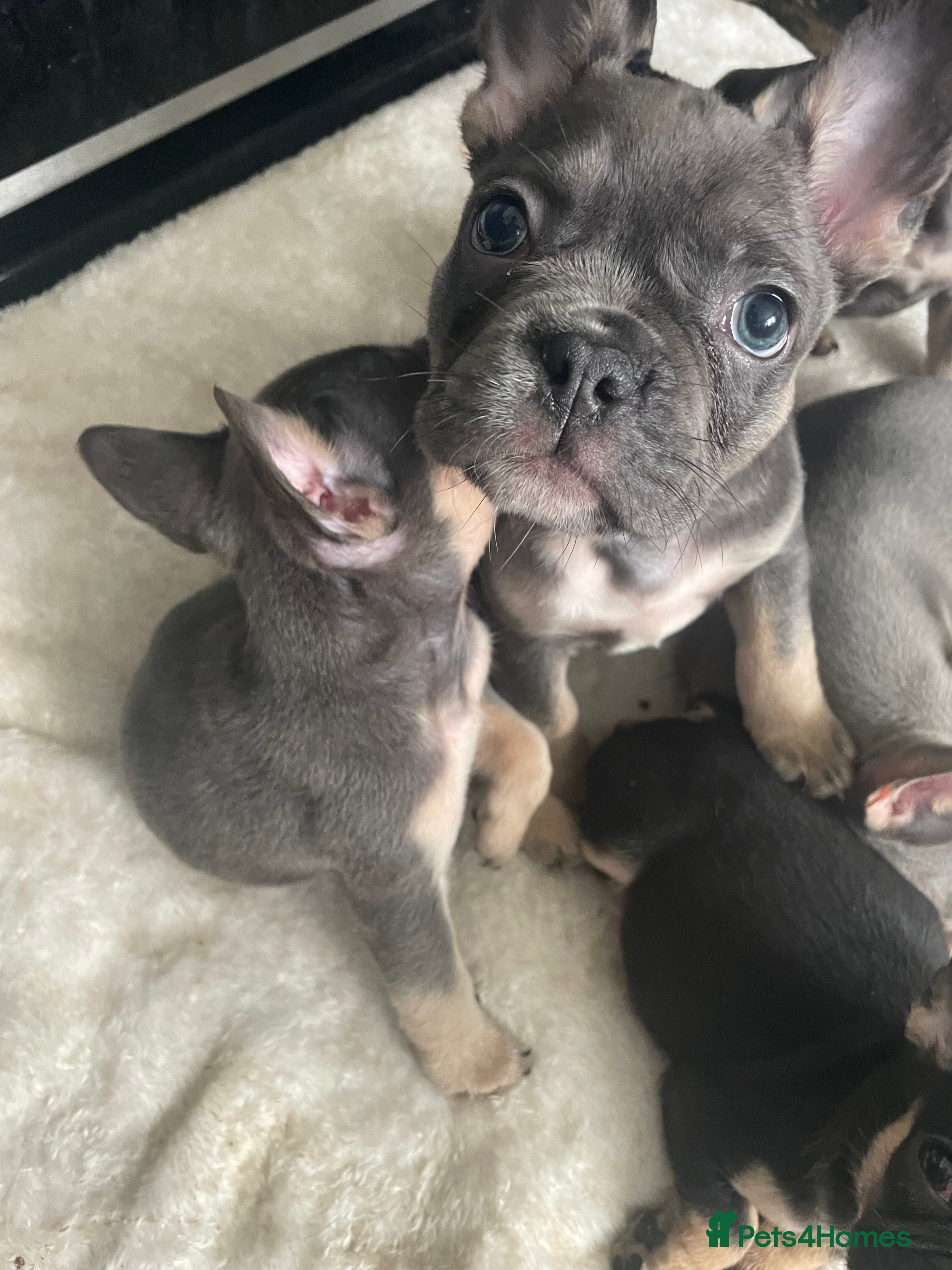 French Bulldog Puppy 6