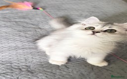 Persian cats for sale: Persian Chinchilla Kittens ready for Loving Homes! - Image 17