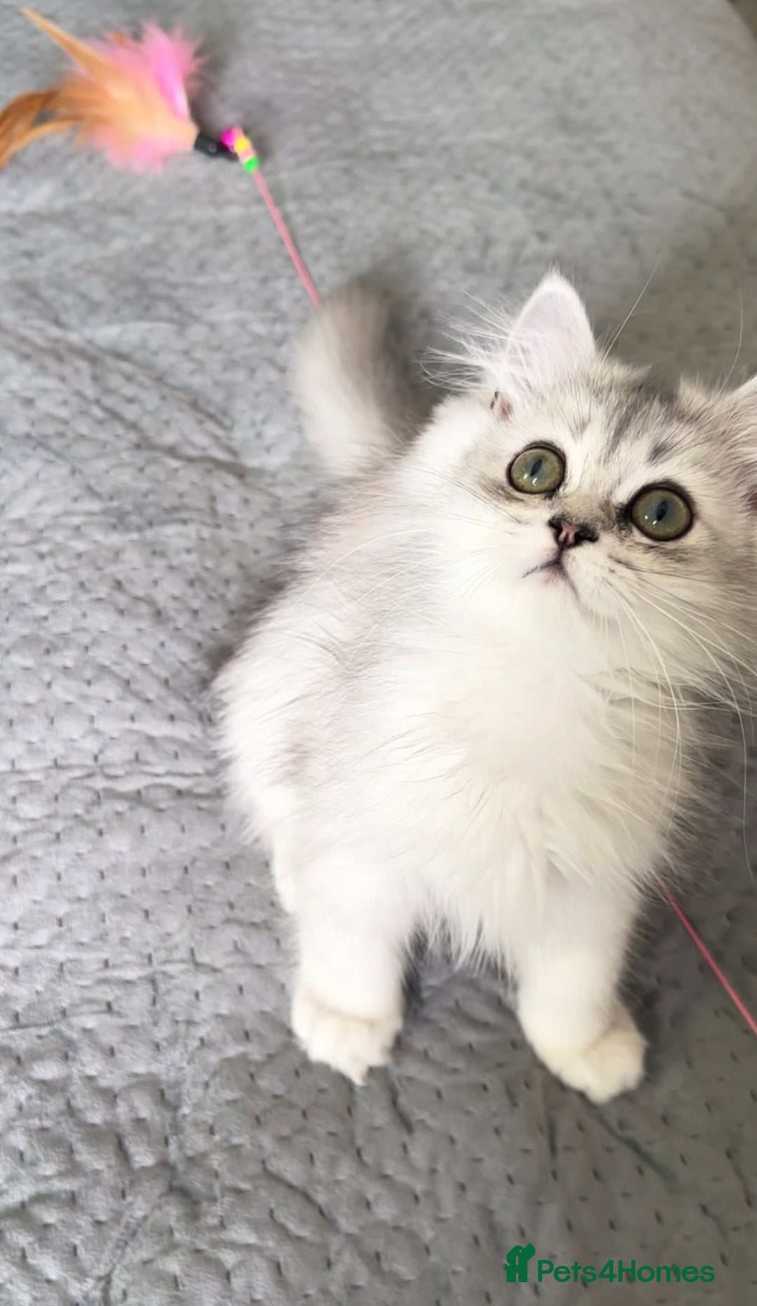 Persian cats for sale: Persian Chinchilla Kittens ready for Loving Homes! - Image 17