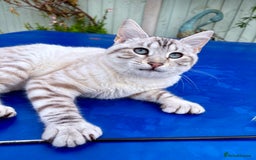 Savannah cats for sale: Breath taking rare girl - Image 2