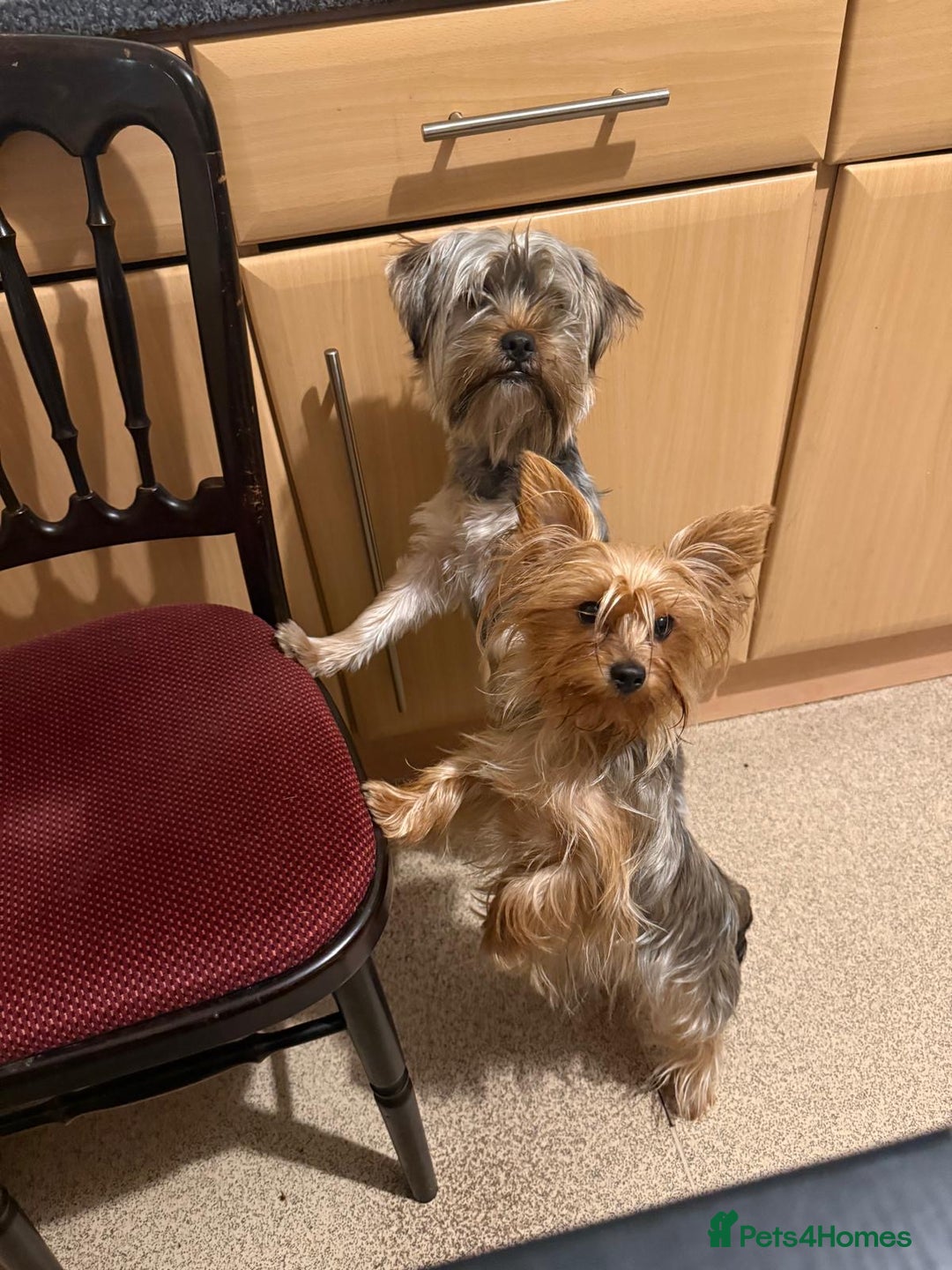 Yorkshire Terrier dogs for sale: Yorkshire Terrier pure bread - Advert 9