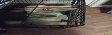 Cockapoo 1