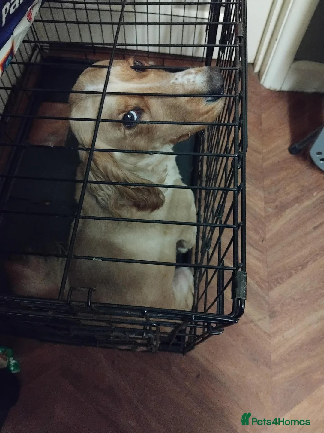 Cockapoo dogs for sale: Cockerpoo (cooper) - Advert 1