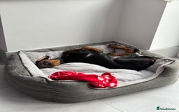 Dobermann dogs for sale: Pregnancy Confirmed - European Doberman Puppies - Image 12
