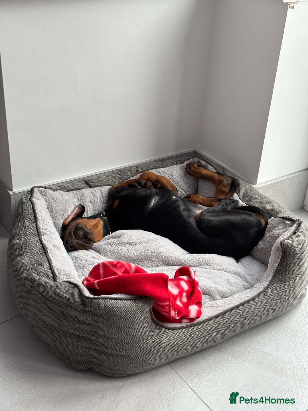 Dobermann dogs for sale: Pregnancy Confirmed - European Doberman Puppies - Image 12