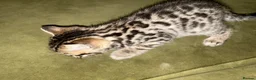 Bengal cats for sale: Stunning silver and brown bengal boys  - Advert 8
